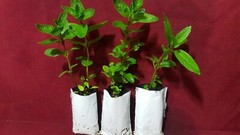 Business for Sale nursery online store