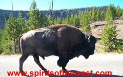 Web Site for sale – www.spiritsofthewest.com